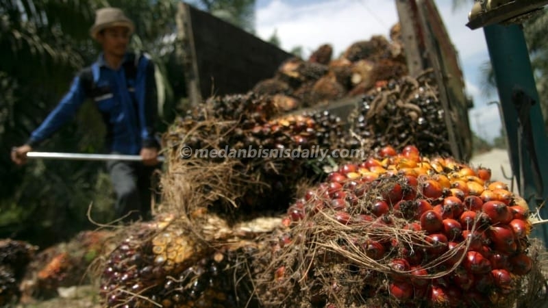 Harga TBS Sawit di Sumut Turun ke Rp 3.200/Kg, Sergai Tertinggi dan Pakpak Bharat Paling Rendah
