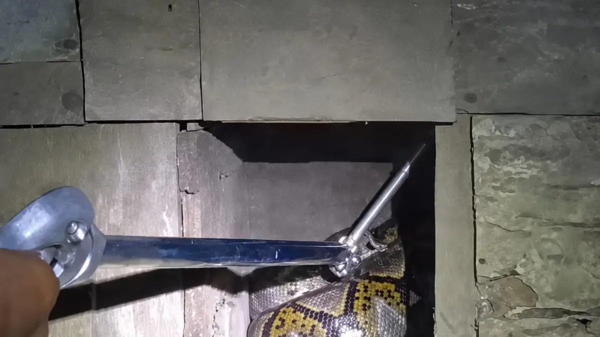 Petugas Damkar Tanah Bumbu Evakuasi Piton 2,5 Meter dari Kandang Ayam Warga di Simpang Empat
