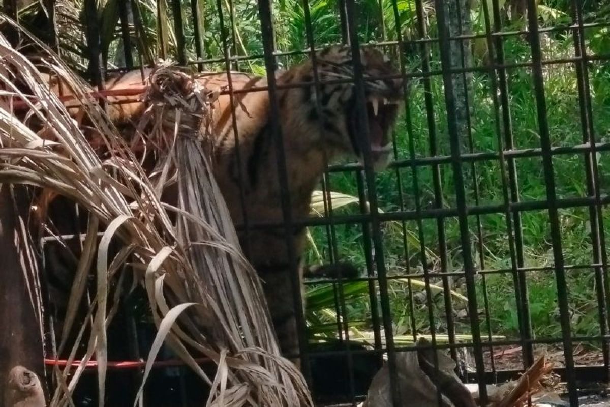 21 Hari Mengiringi Harimau Sumatera Puti Batuah di Agam: Dari Perangkap Hingga Evakuasi ke Sawahlunto