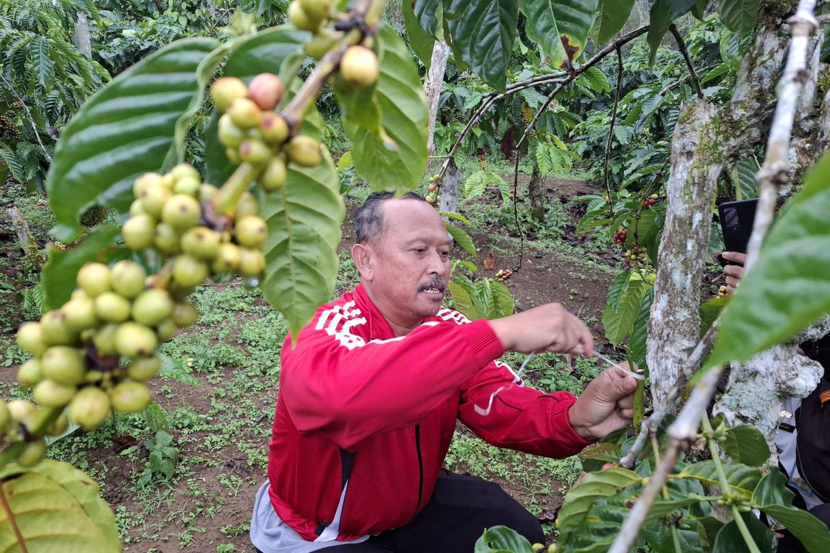 Disbun Lampung Perketat Pengawasan Benih Palsu, Target Produksi Kakao hingga Tebu Meningkat