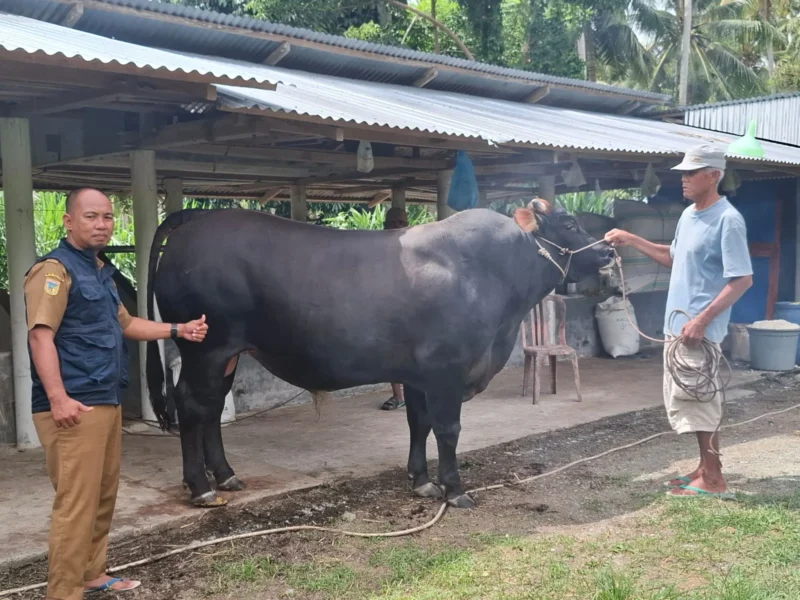 Bantuan Sapi Kurban Presiden Prabowo untuk Tojo Una-Una Tembus 800 Kilogram, Jenis Limosin Hasil Inseminasi Buatan