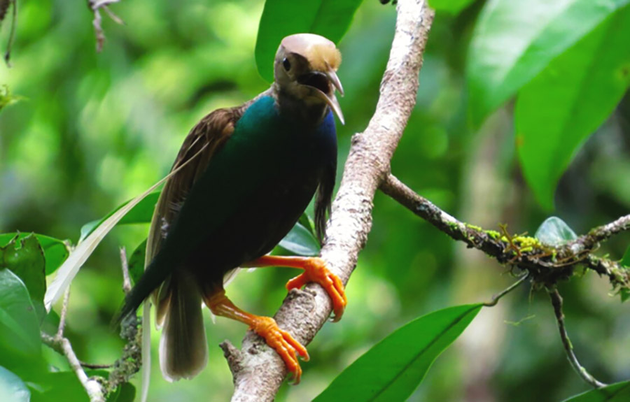 Puluhan Peserta dari Berbagai Negara Ikuti International Bird Race 2026 di Taman Nasional Aketajawe Lolobata Halmahera