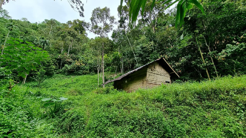 APEL Green Aceh Tantang Mualem Turun Langsung Bongkar Perambahan Hutan di Nagan Raya