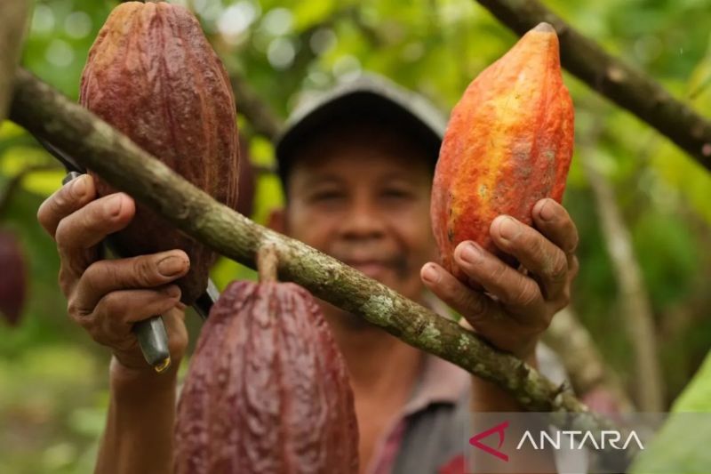Pemprov Sulteng Butuh Investor Pabrik Kakao demi Dongkrak Nilai Jual Petani, Produksi Capai 126.516 Ton
