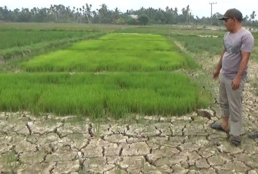 386 Hektare Sawah di Aceh Jaya Kekeringan, Petani Terancam Gagal Tanam di Empat Kecamatan