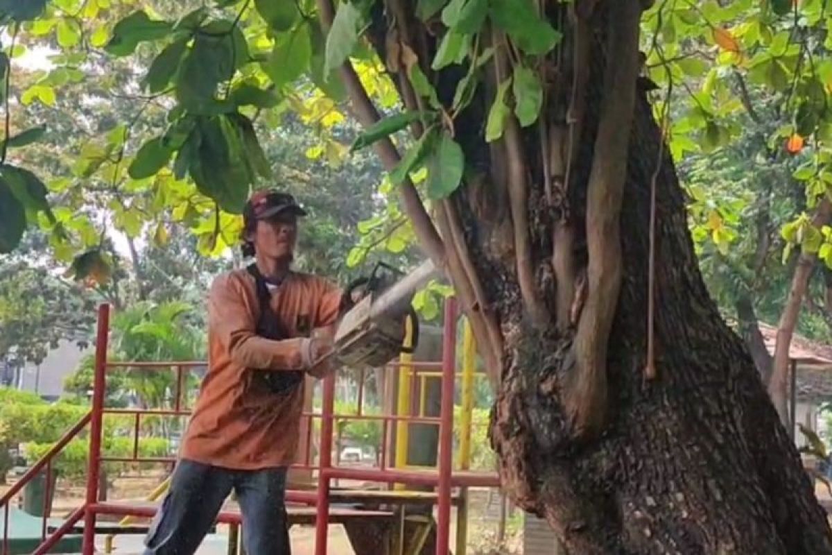 Pohon Tumbang di Taman Layak Anak Cilegon, Dinas Perkim Periksa Kesehatan RTH dan Rekomendasikan Tebang