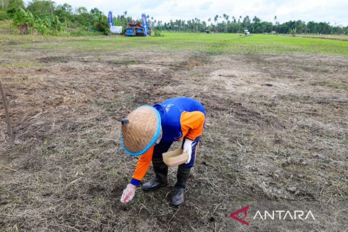 Pemkab Bangka Tengah Genjot Padi Gogo di Enam Kecamatan, Target Lahan 118 Hektare untuk Ketahanan Pangan