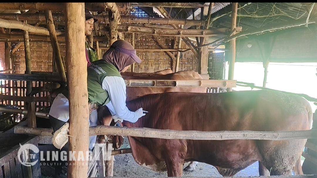 Populasi Sapi di Rembang Tembus 100 Ribu Ekor, Pemkab Akui Hilirisasi Jadi Pekerjaan Rumah Terbesar