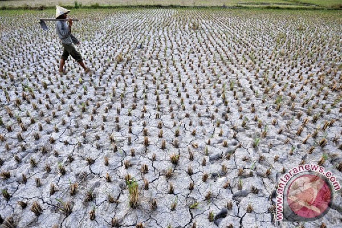 Sawah di Pinrang Terancam Kekeringan, Pemprov Sulsel Kirim 10 Pompa Ponton Senilai Rp313,7 Juta