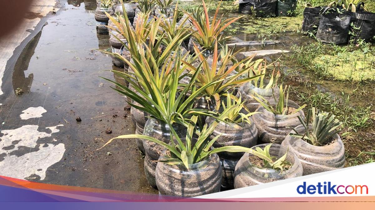Petani Sleman Panen Nanas Jumbo 5 Kilogram dari Galon Bekas, Ini Cara Tanamnya