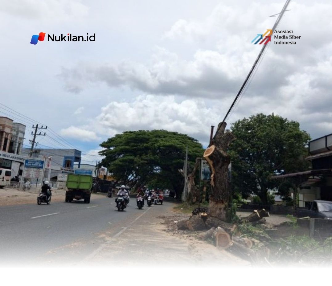 DLH Aceh Besar Tebang Puluhan Pohon Rawan Tumbang di Jalan Utama, Antisipasi Korban Jiwa Usai 7 Warga Pidie Meninggal