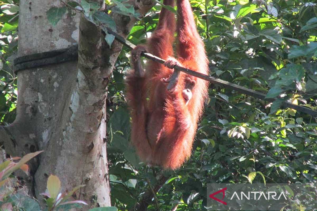 BKSDA Aceh Evakuasi Orangutan Sumatra Jantan dari Perkebunan Sawit di Nagan Raya, Kondisi Kurang Gizi