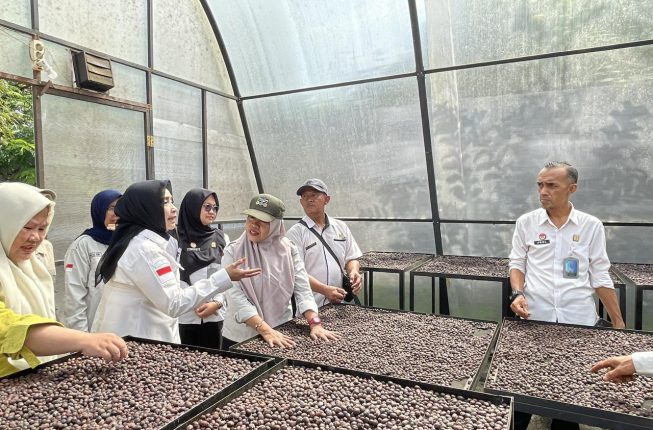 Kemenkum Sumsel Awasi Langsung Indikasi Geografis Kopi Robusta Lahat, Petani Dapat Pembinaan dan Target Agrowisata