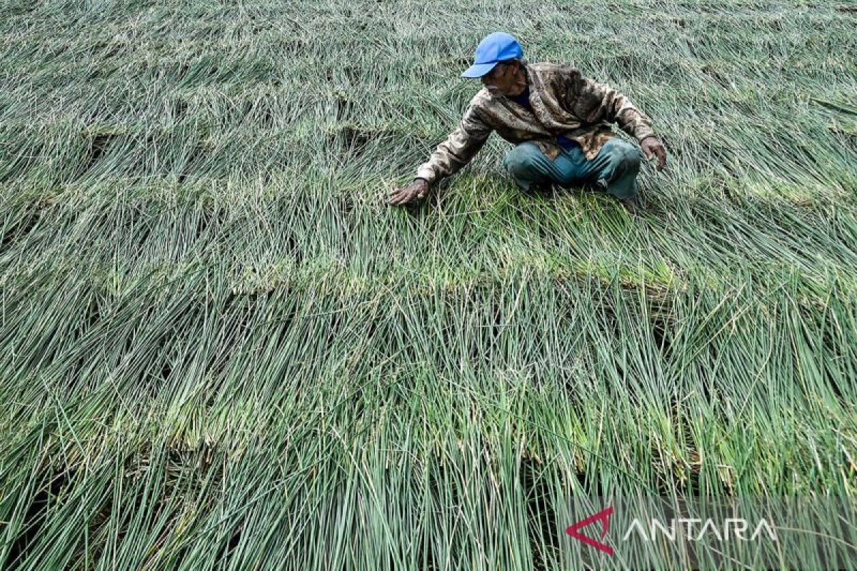 Petani Tasikmalaya Panen Mendong di Musim Kemarau, Suplai Bahan Baku Tikar hingga 3 Ton per Bulan