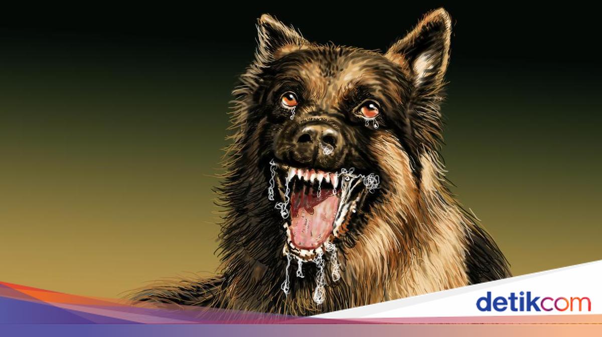 Bocah 9 Tahun Tewas Digigit Anjing Pemburu di Jasinga Bogor, Polisi Periksa 57 Saksi dan Amankan 21 Mobil