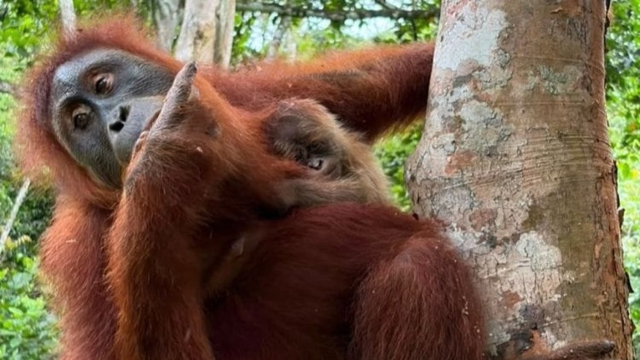 Lahir di Hutan Aceh Besar, Bayi Orangutan dari Induk Wenda Jadi Bukti Rehabilitasi Satwa Berhasil