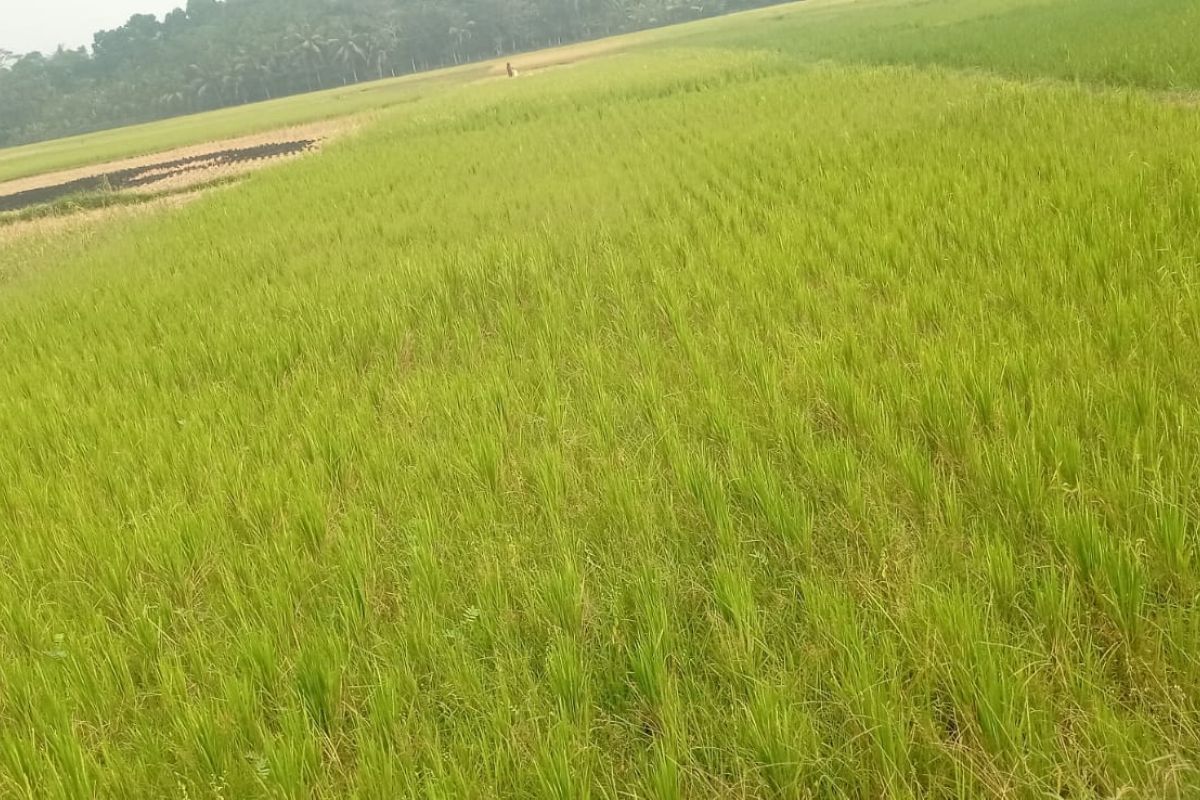 Distan Lebak Klaim Belum Ada Gagal Panen Akibat Kekeringan, 372 Hektare Sawah Terancam Puso
