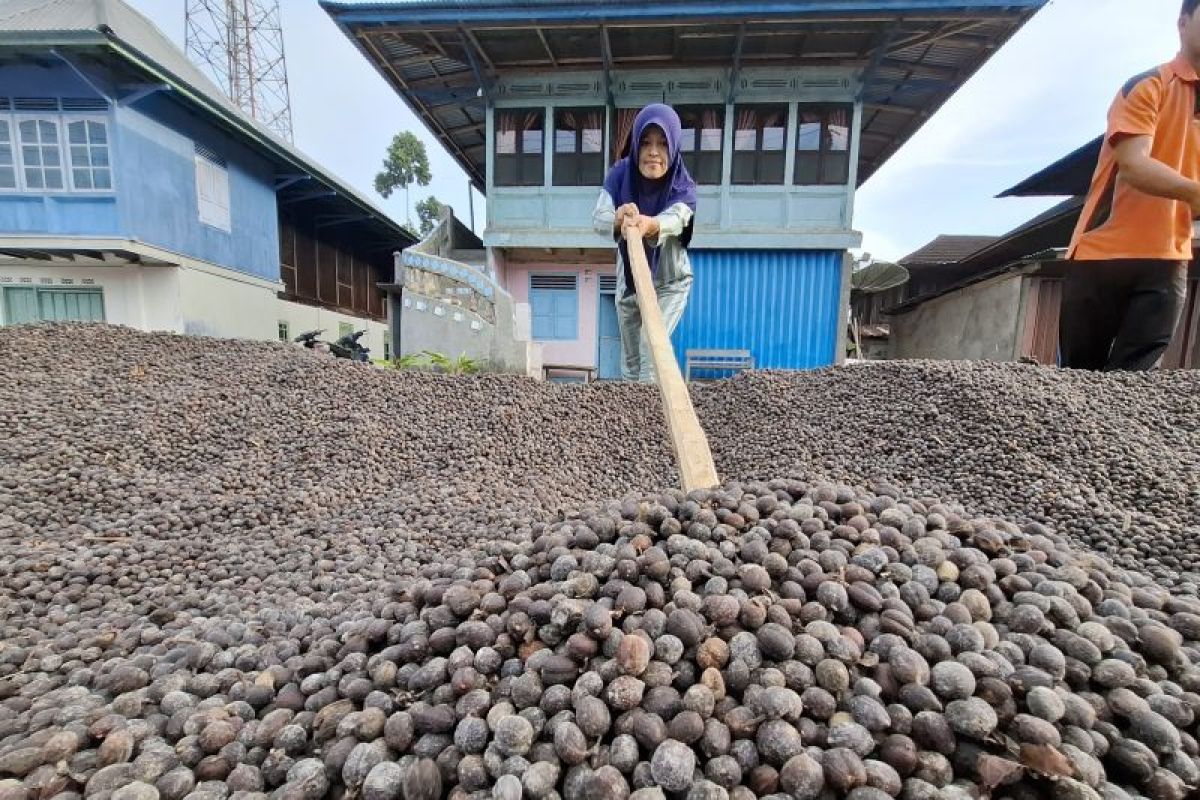 539 Petani Kopi di Lampung Terapkan Pola Integrasi dengan Ternak Kambing, Hasilkan Pupuk Organik Sendiri