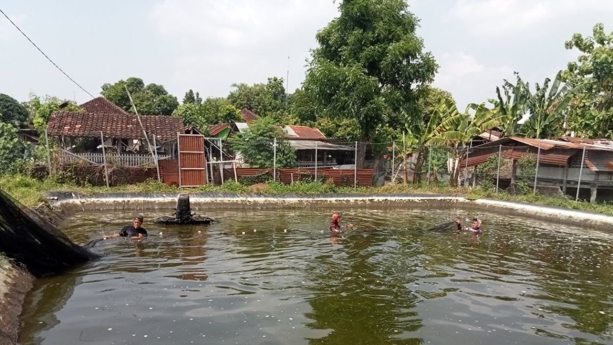 Kelompok Peternak Ikan Patin Bantul Suplai Bahan Baku Menu Makan Bergizi Gratis, Hasil Panen Diolah Jadi Filet