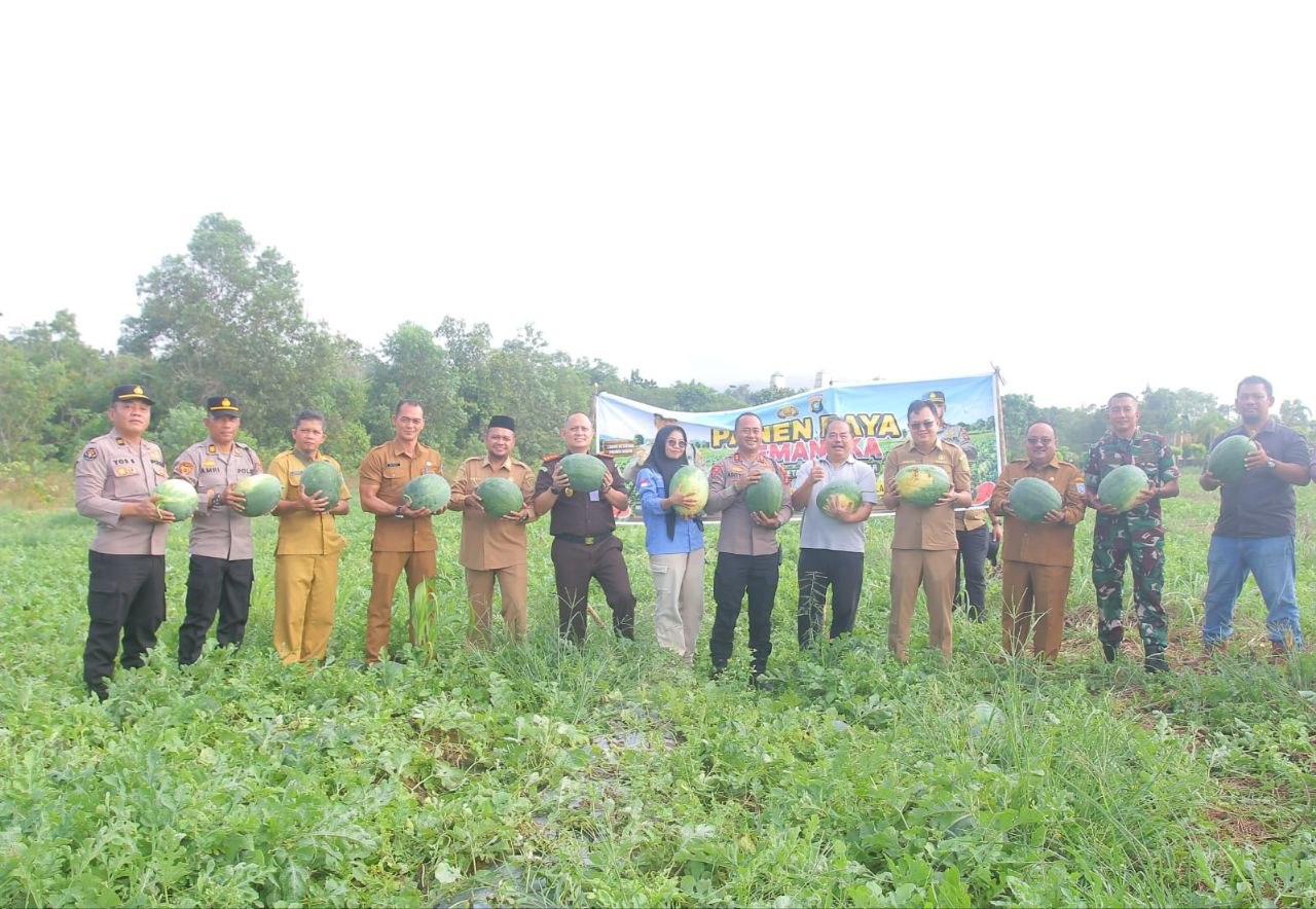 Polres Bangka Barat Panen 15 Ton Semangka di Lahan Bekas Tambang Timah, Buktikan Lahan Kritis Bisa Produktif
