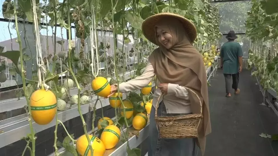 Agrowisata Melon Ternate Gambesi Ramai Dikunjungi, Wisata Petik Buah Jadi Andalan Baru Pariwisata Maluku Utara