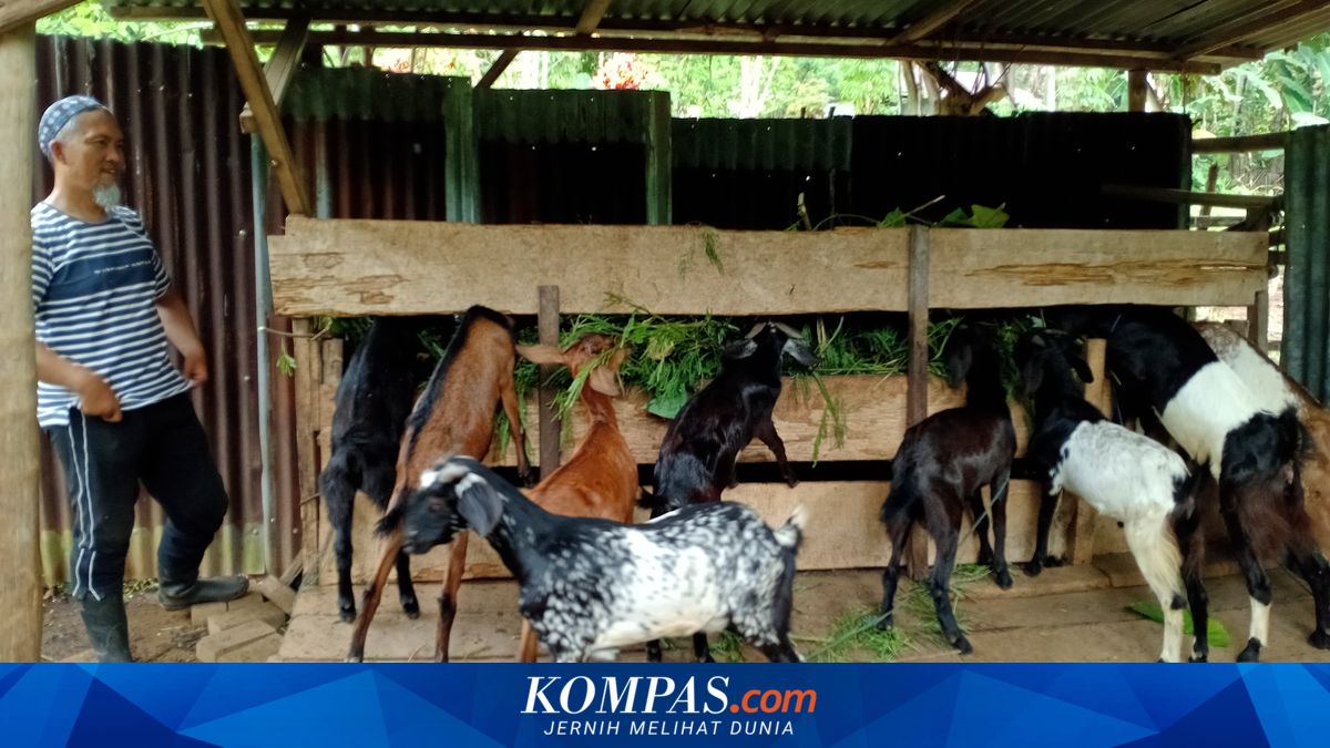 Harga Kambing Kurban di Sulut Tembus Rp 6,5 Juta, Peternak Manado Kebanjiran Pesanan dari Kotamobagu hingga Kepulauan