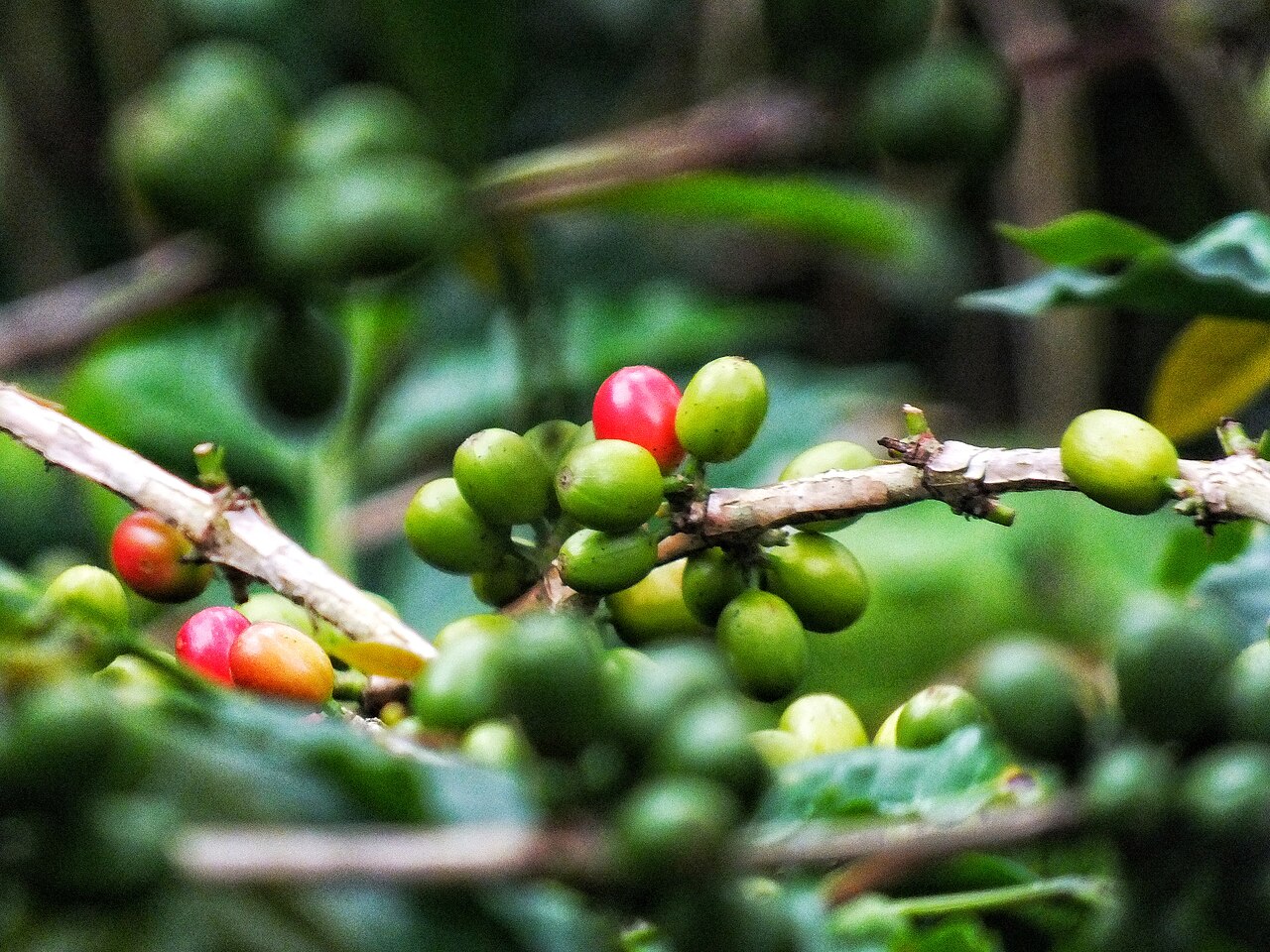 7 Tempat Ngopi Estetik di Aceh yang Hits, Wajib Coba Lengkap dengan Harga