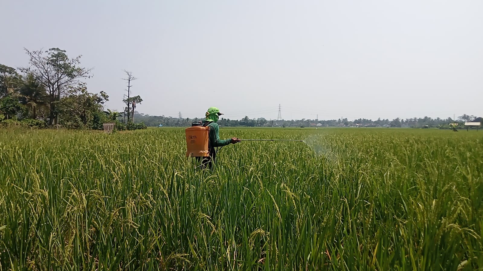 Pemkab Lebak Anggarkan Rp 5 Miliar untuk 66.665 Botol Pupuk Hayati Cair, Bantu 691 Kelompok Tani