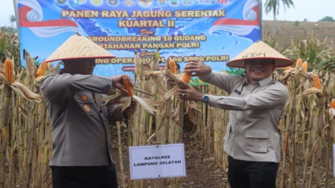 Kapolres Lampung Selatan dan Forkopimda Panen Jagung di Kalianda, Dukung Swasembada Pangan Nasional
