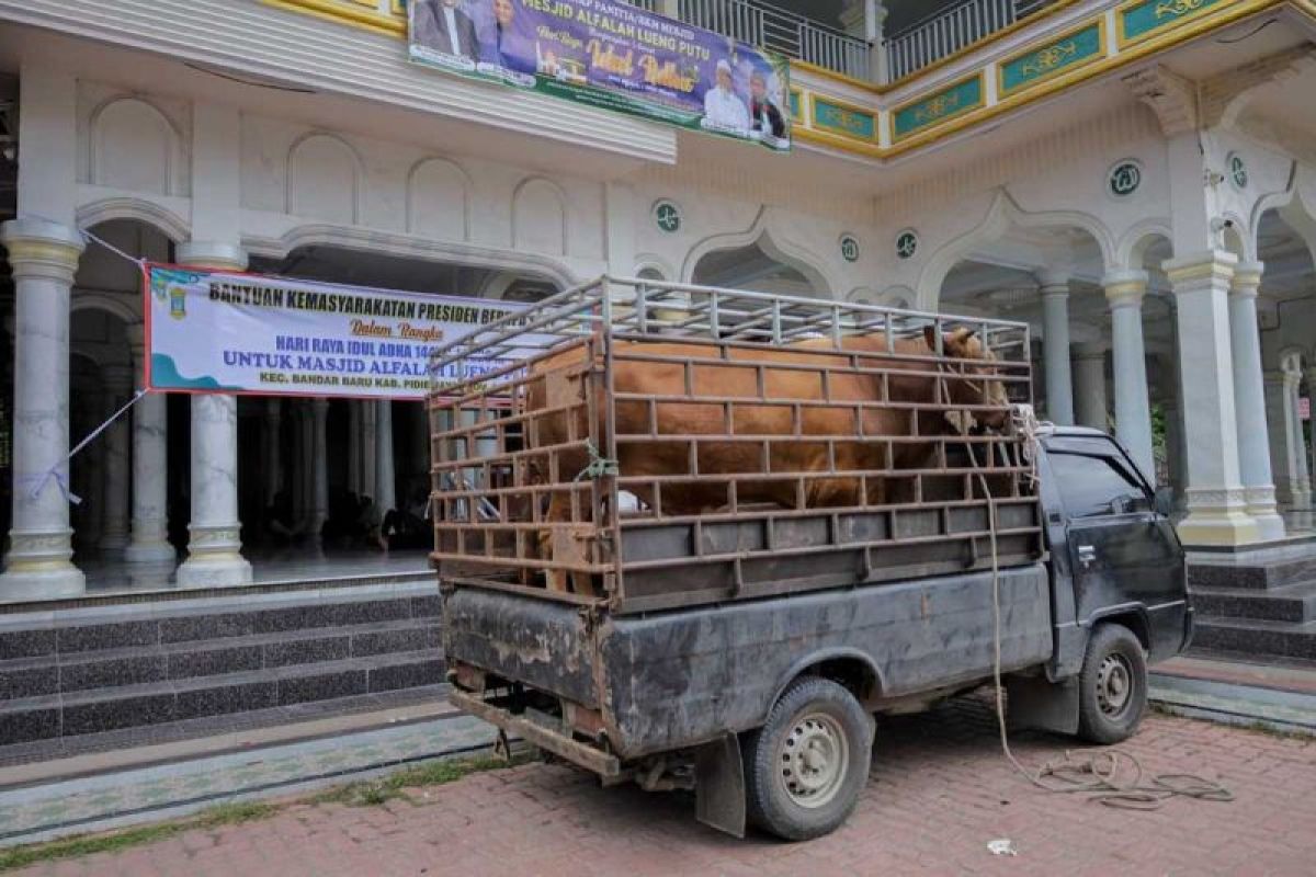 Sapi Kurban Presiden Prabowo Berat 920 Kilogram Disalurkan ke Masjid Al Falah di Pidie Jaya, Bupati Sebut Simbol Pemulihan Pascabencana