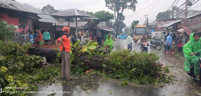 Pohon Mahoni Tumbang Timpa Warung di Padang, Akses Jalan ke Lubuk Minturun Lumpuh Total