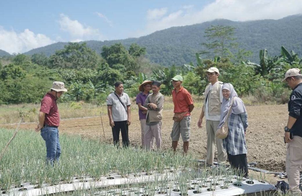 Bupati Bateng Tinjau Kebun Bawang Merah di Lubuk Pabrik, Petani Siap Panen 8 Juni 2026