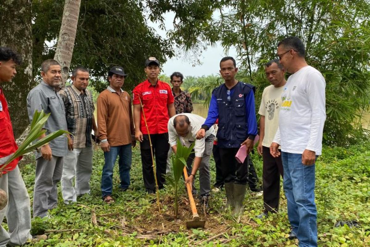 PMI Pasaman Barat Perkuat SIBAT di Rantau Panjang, Tanam Kelapa Genjah untuk Warga