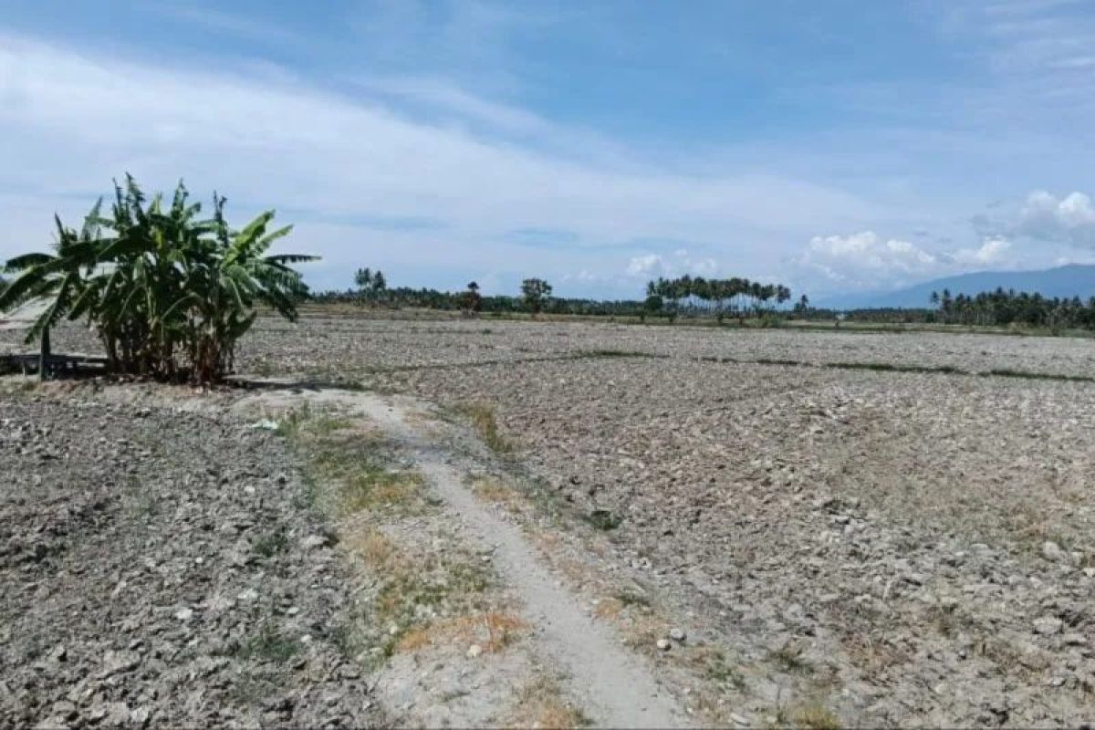 Kekeringan Ancam Sawah di Sigi, Debit Sungai Wuno Menurun Drastis dan 40 Hektare Padi Terancam Gagal Panen