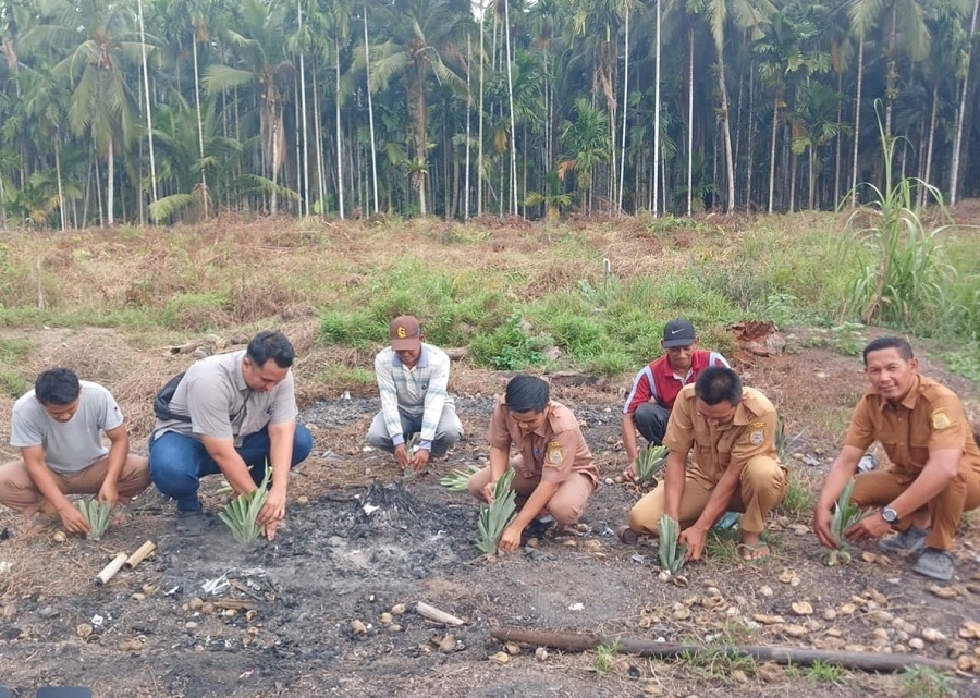 Salurkan 1.500 Bibit Nanas ke Dua Desa di Tanjab Timur, PTPN IV Regional IV Targetkan Lahan Gambut Produktif