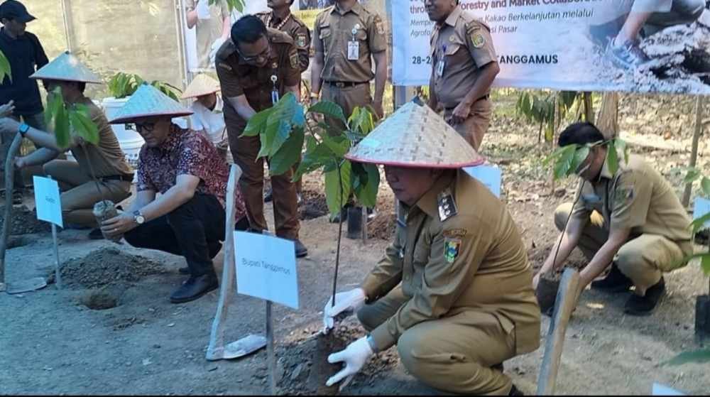 Bupati Tanggamus Targetkan Kakao, Kopi, dan Kelapa Diolah di Daerah Sendiri Mulai 2026, Ini Strateginya