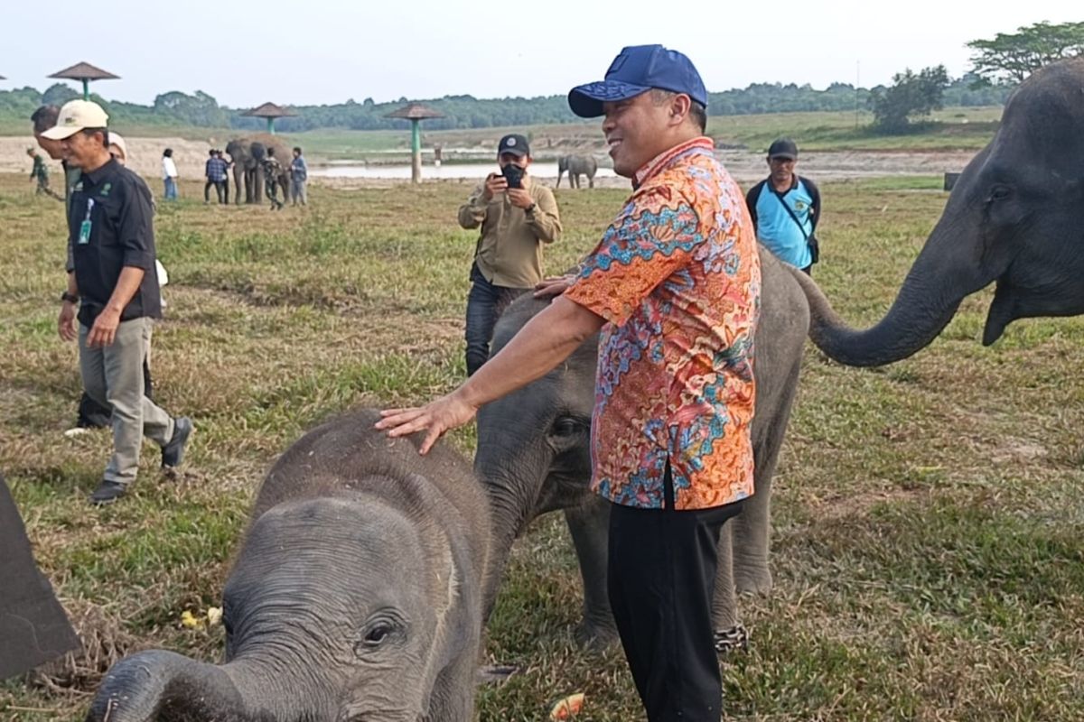 Paradigma Baru TNWK Lampung: 138 Km Pembatas Dibangun, Masyarakat Kini Jadi Mitra Konservasi Gajah Sumatra