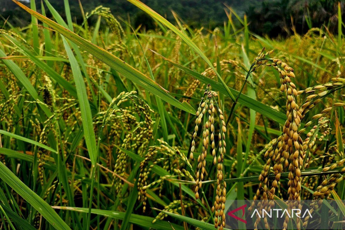 Kementan Genjot Masa Tanam Padi di Natuna Dua hingga Tiga Kali Setahun, Produksi Naik 219 Ton pada 2025