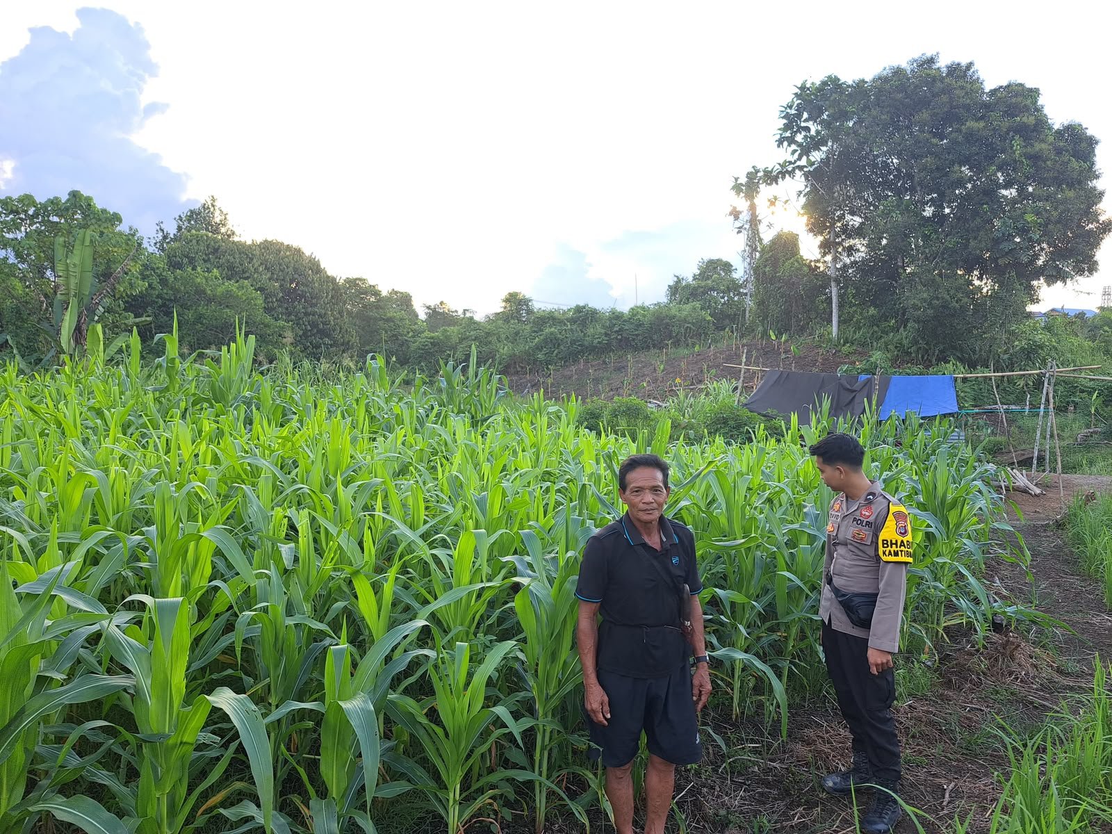 Bripda David dari Polsek Tanjung Palas Timur Turun ke Sawah, Dampingi Petani Tanam 2 Hektar Jagung Bhayangkara di Bulungan