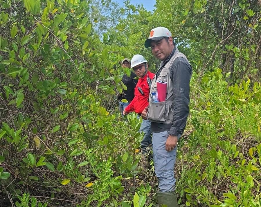 Rehabilitasi DAS di Langkat, PT Dairi Prima Mineral Tanam 198 Ribu Pohon Mangrove di Lahan 60 Hektare