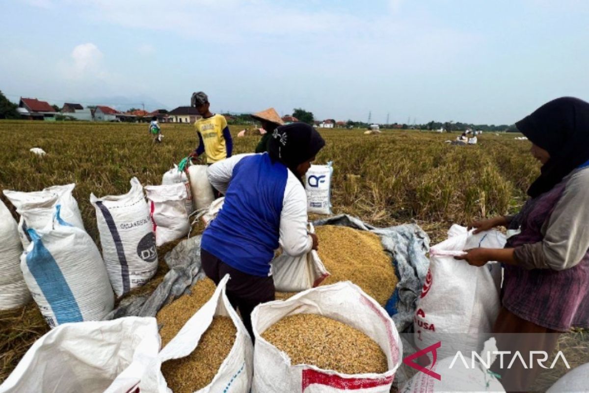 Bulog Karawang Serap 92,41 Ribu Ton Gabah Setara Beras, Pecahkan Rekor Pengadaan Nasional