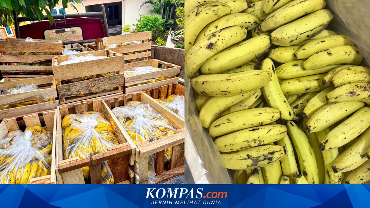 Cerita Pedagang Buah di Metro Lampung: Pesanan 14 Peti Pisang untuk MBG Batal, Stok Ludes Berkat Threads