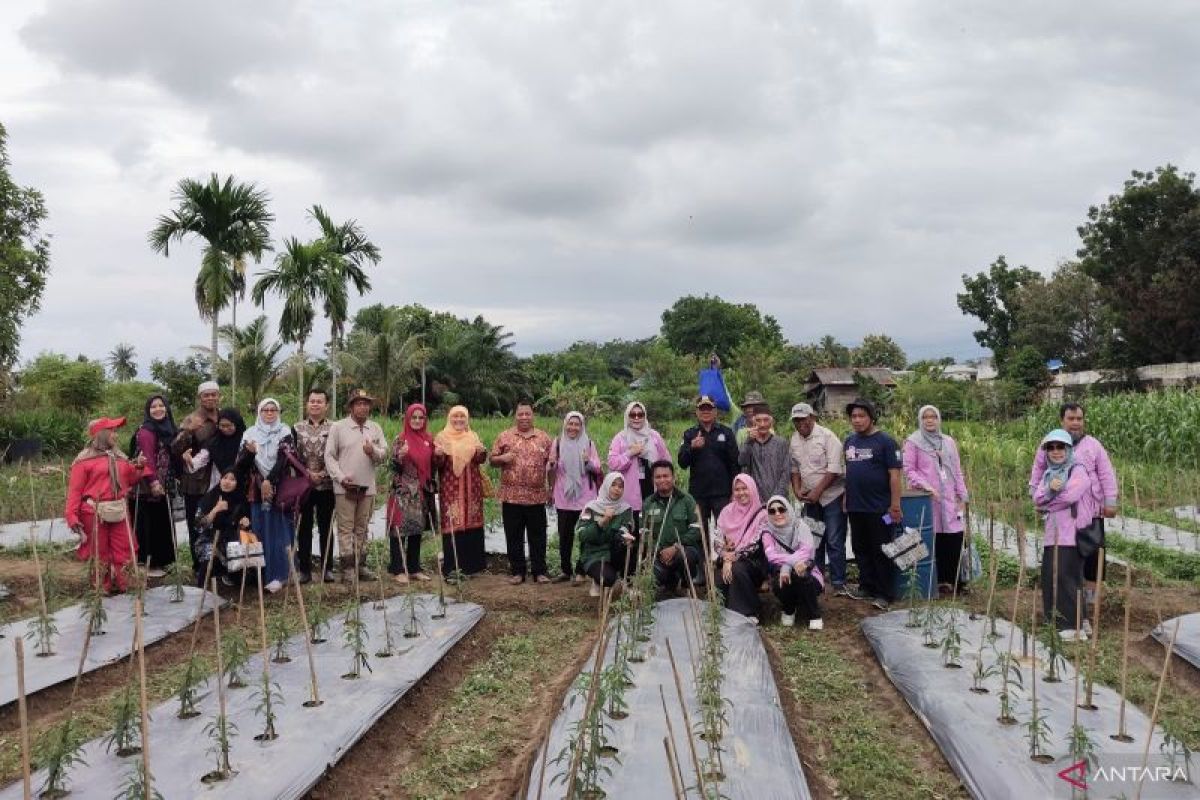 Petani Banyuasin Gunakan Teknologi Proliga dan Pemasaran Digital untuk Tingkatkan Hasil Cabai Keriting