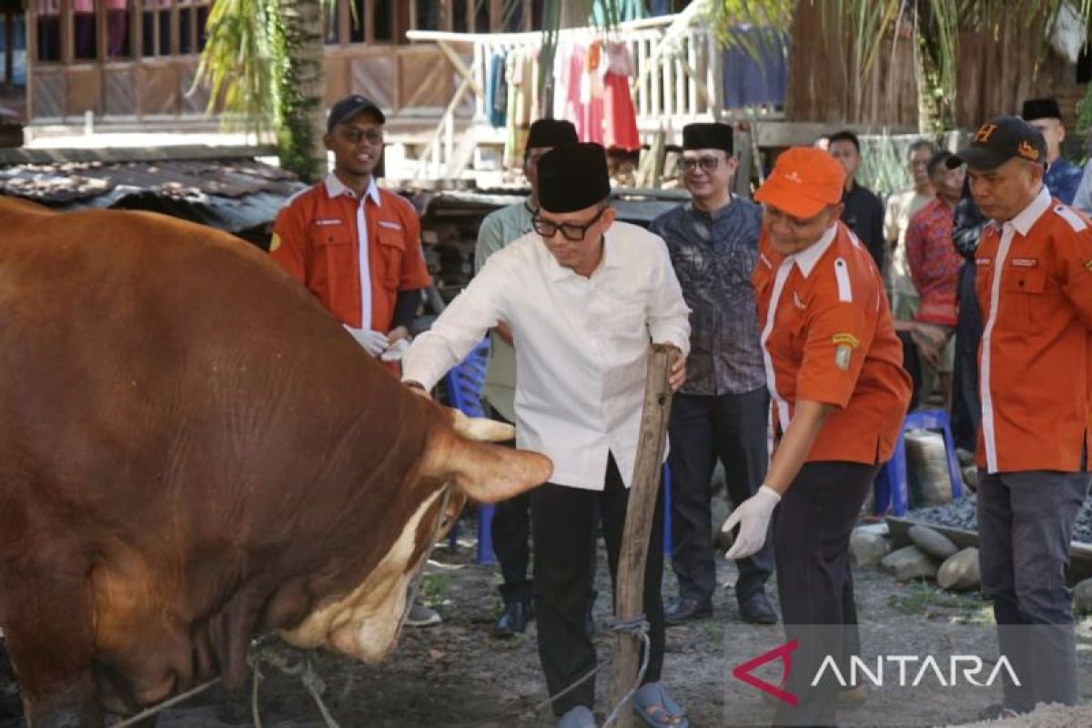 Pemkab OKU Kurban 12 Ekor Sapi Berat Rata-Rata 600 Kg, Daging Disalurkan ke Rumah Warga Miskin di 13 Kecamatan
