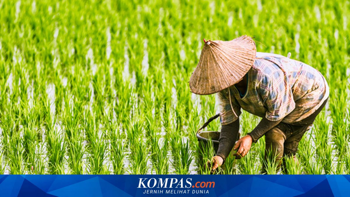 3 Komoditas Pangan Jabar Dipastikan Surplus Hingga Ramadhan 2027 di Tengah Ancaman Kekeringan El Nino