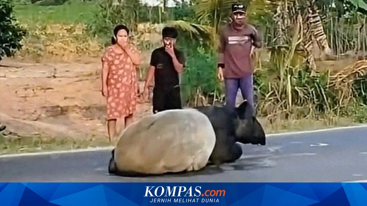 Tragedi Tapir Disembelih di Mesuji, BKSDA Bengkulu Ingatkan Warga Jangan Tangkap Satwa Dilindungi