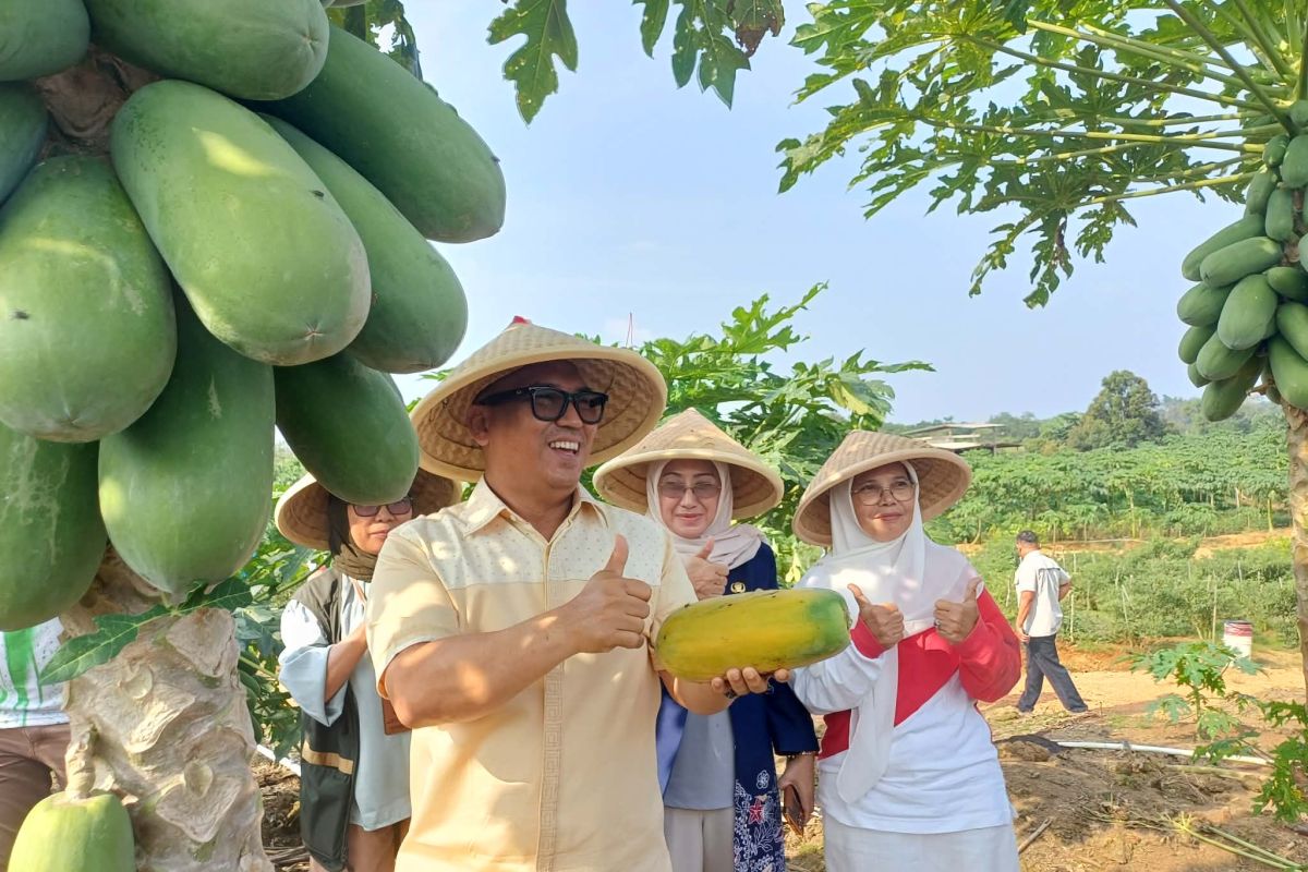 Wagub Kepri Panen Raya Cabai Hingga Nanas di Bintan, 400 Kilogram Dikirim ke Tanjungpinang dan Batam