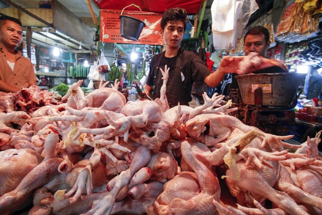 Harga Daging Ayam di Kota Jambi Stabil, Ayam Broiler Rp38 Ribu-Rp42 Ribu per Kilogram