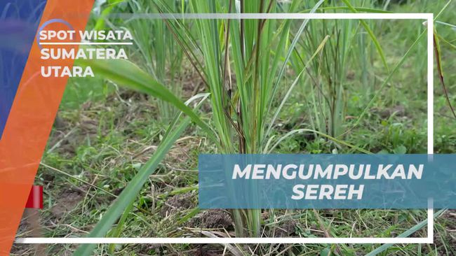 Selebriti dan Warga Panen Sereh di Kebun Sumatera Utara, Ini Edukasi di Balik Wisata Herbal