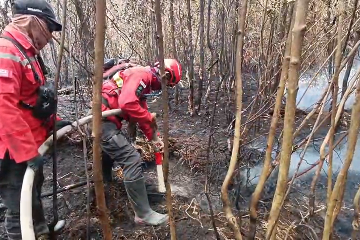 Karhutla Kebun Raya Sriwijaya Ogan Ilir Masuk Hari Kedelapan, 3 Regu Manggala Agni Dikerahkan